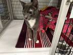 Adopt Tott a Domestic Short Hair