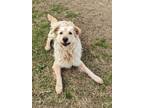 Adopt Bur a Retriever