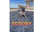 Adopt Scooby a Labrador Retriever