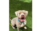 Adopt FLOW a Pit Bull Terrier