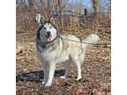 Adopt Winter a Husky