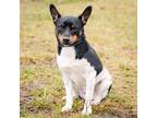 Adopt Biggie a Rat Terrier