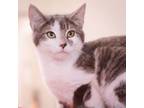 Adopt Paxton a Domestic Short Hair