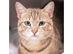 Adopt Occy a Domestic Short Hair