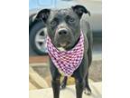 Adopt Chance a Pit Bull Terrier