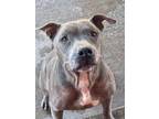 Adopt Axyl a American Staffordshire Terrier, Pit Bull Terrier