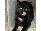 Adopt Thor a Domestic Short Hair