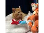 Adopt Tigger (FIV+) a Domestic Short Hair