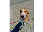 Adopt Axel a Treeing Walker Coonhound, American Foxhound