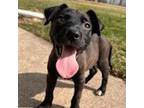 Adopt Arlo a German Shepherd Dog, Pit Bull Terrier