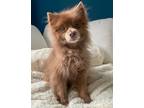 Adopt Cocoa a Pomeranian