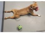 Adopt Royce a American Staffordshire Terrier