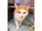 Adopt Dusty FIV+ a Domestic Short Hair