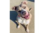 Adopt Clark a Pit Bull Terrier