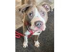 Adopt Oscar a Pit Bull Terrier