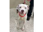 Adopt Philly Mick a Pit Bull Terrier