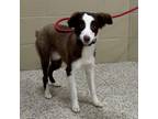 Adopt Penn a Australian Shepherd