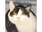 Adopt Beefy a Domestic Short Hair