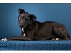 Adopt Kris Kringle 421398 FosterCareSweetShyGuy a Black Labrador Retriever