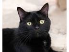 Adopt Midnight a Domestic Short Hair