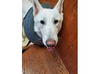 Adopt Asher a White German Shepherd