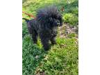 Adopt Freckles a Miniature Poodle