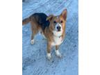 Adopt Ash a Nova Scotia Duck Tolling Retriever, Husky