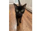 Adopt Cinder a Domestic Short Hair