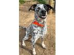 Adopt Turbo a Australian Cattle Dog / Blue Heeler