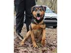 Adopt Sinbad a German Shepherd Dog, Rottweiler