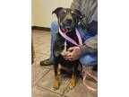 Adopt Roland a Rottweiler