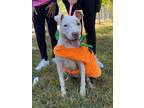 Adopt Willard a American Staffordshire Terrier