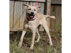 Adopt Ted a Black Mouth Cur