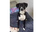 Adopt Sawyer /AC 24421 a Terrier, Border Collie