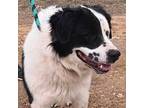 Adopt Bahkti a Great Pyrenees