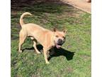 Adopt Beau A201264 a Pit Bull Terrier