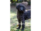 Adopt Leafy a Poodle, Golden Retriever