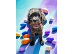 Adopt Peter Cottontail a Standard Poodle, Golden Retriever