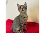 Adopt BMO/ITF a Domestic Short Hair