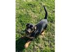 Adopt Oliver a Dachshund, Cardigan Welsh Corgi