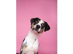 Adopt Doc a Catahoula Leopard Dog, Mixed Breed