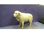 Adopt WARREN a Great Pyrenees, Mixed Breed