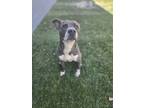 Adopt Blue Fish a Pit Bull Terrier, Siberian Husky