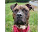 Adopt Tater Tot a American Staffordshire Terrier