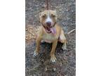 Adopt Leonis a Pit Bull Terrier, Mixed Breed