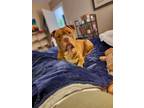 Adopt Jaxx a Pit Bull Terrier, Mastiff