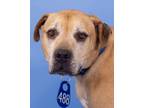 Adopt Ali (ID 41453/581) a Pit Bull Terrier