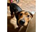 Adopt Pluto a Catahoula Leopard Dog, Rhodesian Ridgeback