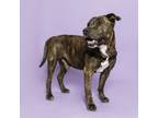 Adopt Spike a Pit Bull Terrier, Mixed Breed