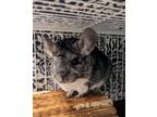 Adopt Beans and Rice a Chinchilla